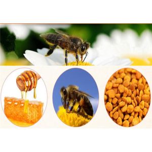 Water Soluble Propolis Extract Powder for Keeping Good Health