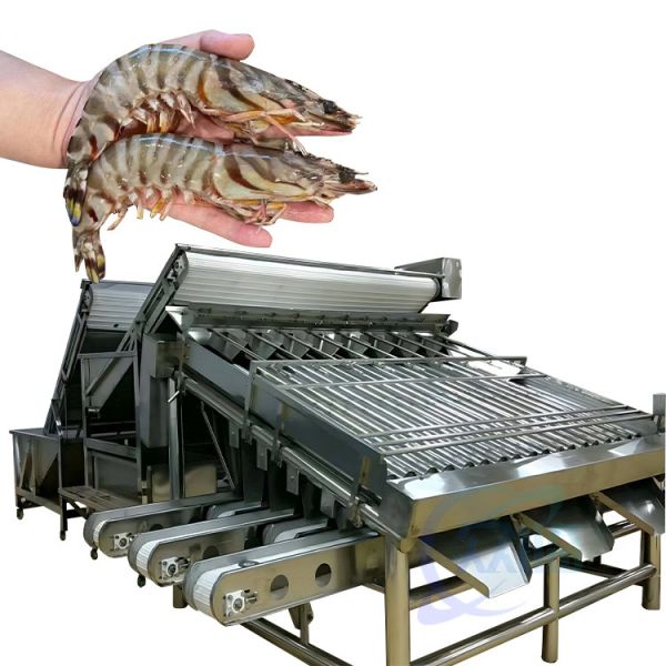 Quality Seafood Shrimp Processing Classifier Automatic Fast Fish Shrimp Size Classifier Shrimp Production Line Screening Machine wholesale