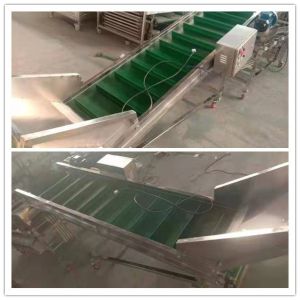 mushroom classification machine, mushroom classifier, mushroom sorting machine