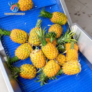 Pineapple bubble washing and vibrating air-drying line Fruit Vegetable FOOD