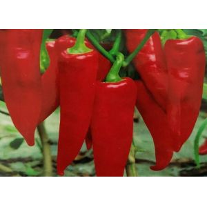 China Organic Yidu Chili Red Pepper Beijinghong Jinta Chilli FDA HACCP KOSHER BRC CERTIFICATES on sale