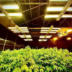 Automated Blackout Multi-span Light Deprivation Mushroom Greenhouse