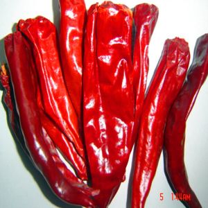Cheap Hot Pot / Sichuan Cuisine Must-Have Dried Red Chilli Peppers With Strong Pungent Flavor for sale