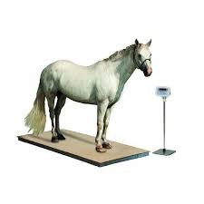 Floor Scale Stainless Steel With Indicator Animal Weigher