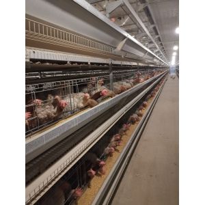 The Laying Hens Are Housed In Hot Galvanized Battery Cages Within The Poultry