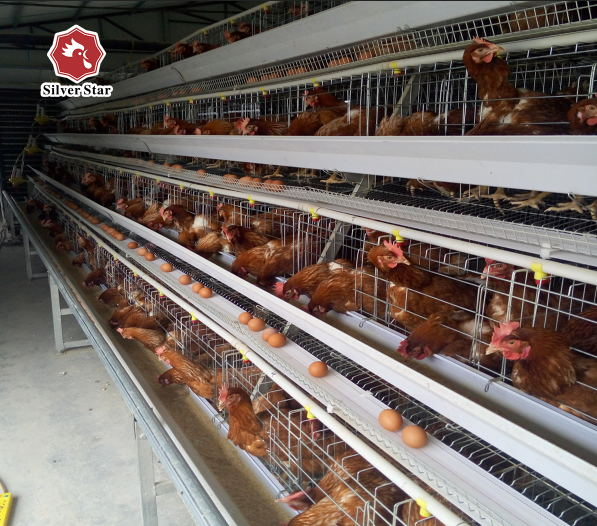 10000 Layers Battery Chicken Cage Automatic Drinking