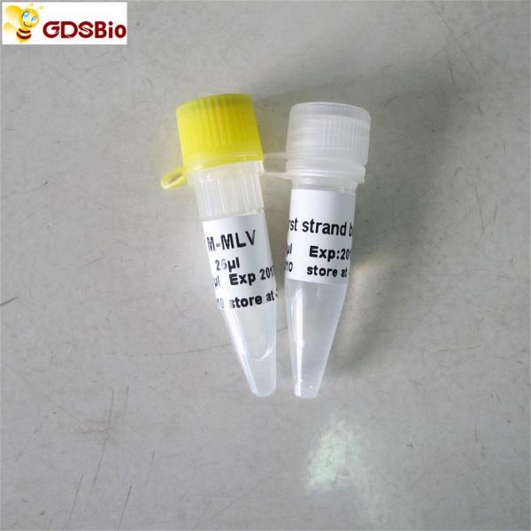 Quality M-Mlv Reverse Transcriptase PCR Reagents Rt PCR R1041/R1042 wholesale