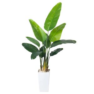 Artificial Bird of Paradise Plant 6.8FT - Luxury Faux Palm Tree in White Planter