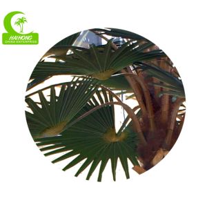 Lifelike Firber Glass Trunk 8m Artificial Tropical Tree HAIHONG