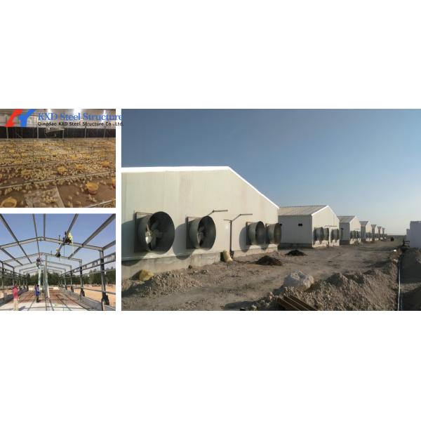 Poultry Farm Chicken Feeding Line Automatic Poultry Pan Feeding System