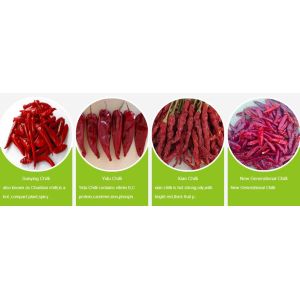 2% Max Broken Rate Air Dried Red Bullet Chilli with Sample and Freight Collected