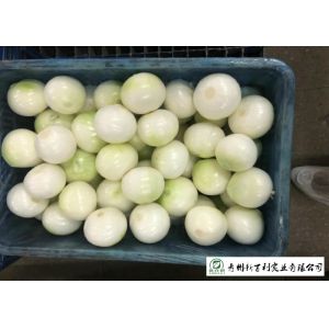 Natural Fresh Onions , Fresh White Onion Suitable Dry Storage Environment