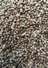 Hemp Seed Processing Equipment Hemp Seed Clean Machine Hemp Seed Separator Hemp
