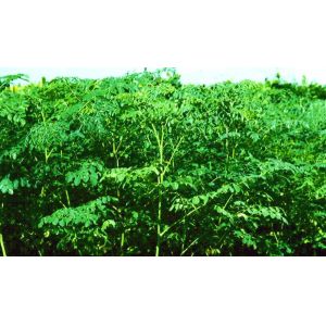 high quality moringa extract new product suppliers import china products
