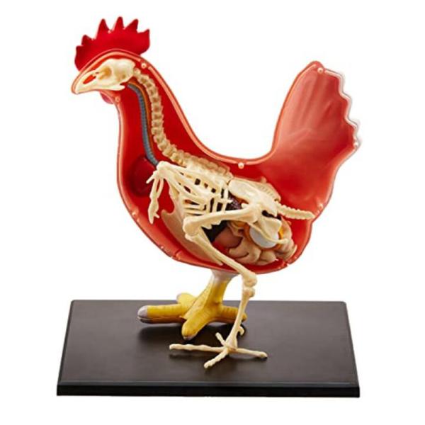 Educational Master 18cm 4d Anatomy Model 19 Parts