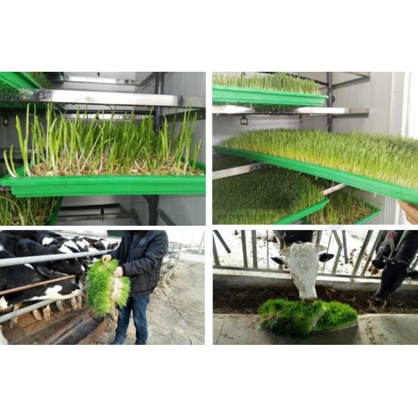 Poultry Feed Hydroponic Fodder Machine Maize Corn Fodder Growing Systems