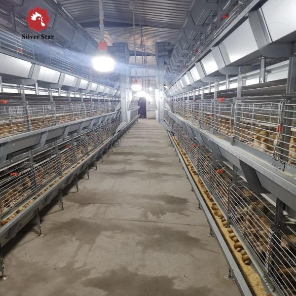 Quality Fully Automatic Broiler Poultry Farm Cage 5000 H Type Battery For Chicken wholesale