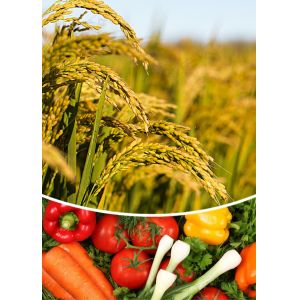 Spraying Microbial Inoculant Organic Fertilizer Bio Compost Trace Element