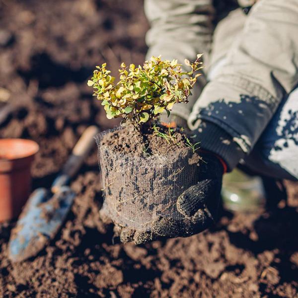 Durable Root Guard Gopher Wire , Gopher Basket For Trees 5*8mm 5*10mm 4*6mm 4