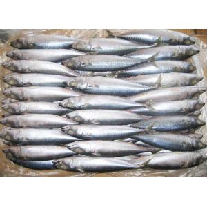 Trachurus Trachurus Swimming Crab Forzen Mackerel Fish Fresh Frozen Seafood