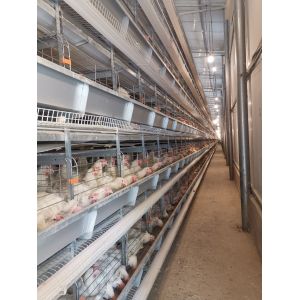 The Laying Hens Are Housed In Hot Galvanized Battery Cages Within The Poultry