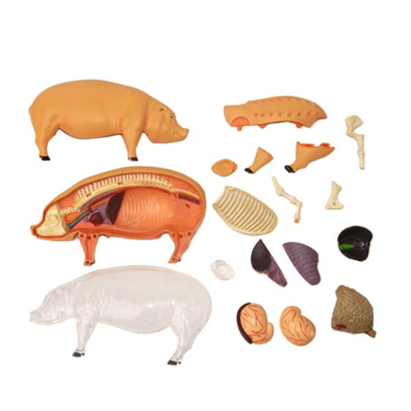 Educational Master 18cm 4d Anatomy Model 19 Parts