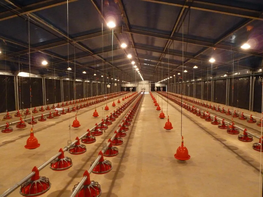 Hot Dip Galvanized Metal Steel Broiler Layer Poultry House With Automatic Brooding Equipment