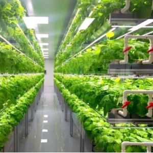 Department Shipping Container Greenhouse LED Lighting Solution for Vegetable