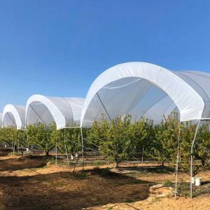 China Hot Galvanized Steel Frame Multi-Span Greenhouse with PE Film Covering and Customizable Size for Berry Planting on sale