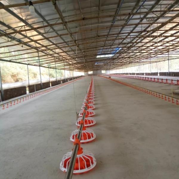 Quality 14 Grid 16 Grid Poultry Farm Equipment Feeding Line For Chicken wholesale