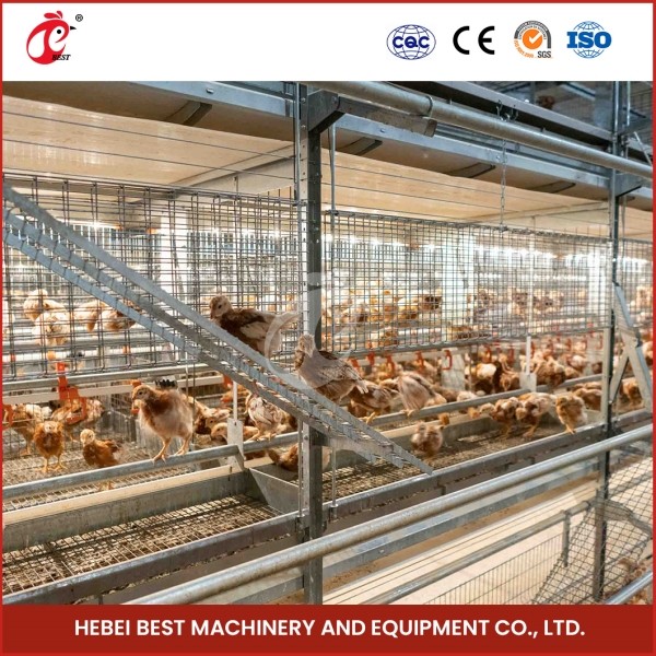 Quality Automated A Type Broiler Chicken Cage Commercial Farmining Chicken Cages for Poultry Farm Emily Wang wholesale