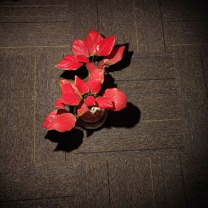 Soft light spot Led Optical Lens Restaurant Recessed Light 60 Degree Led Lens