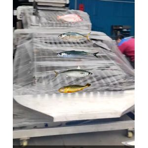 Four Models Automatic Fish Grader And Soring Ocean Fish, Sizing Mackerel High