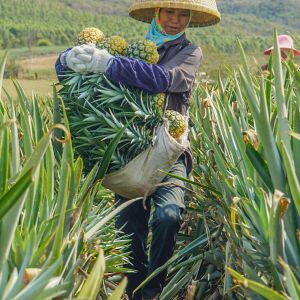 Planting Base Bromelain Papaya Protease Powder Can Customize 600GDU-2400GDU