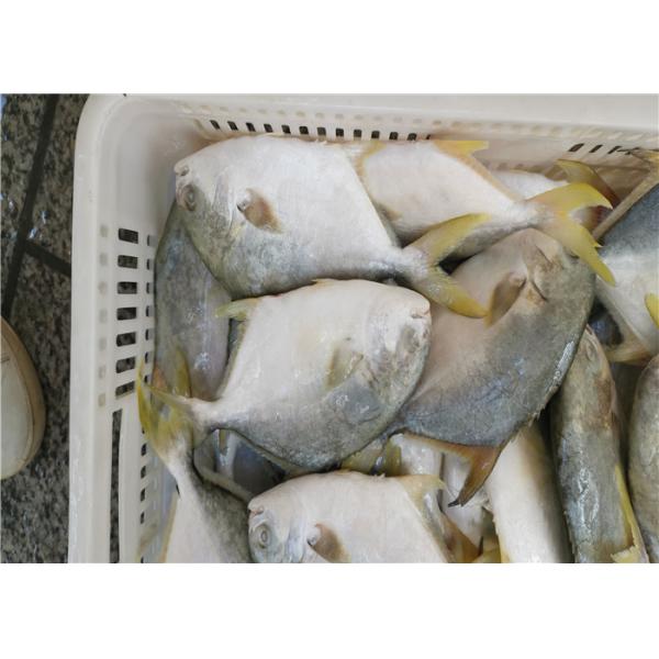Quality 6 Fatty Acids A Grade 400G-500G Frozen Golden Pomfret wholesale
