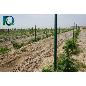Durable Metal Grape Pole For Vineyard And Orchard 1.8MM x 2.5M