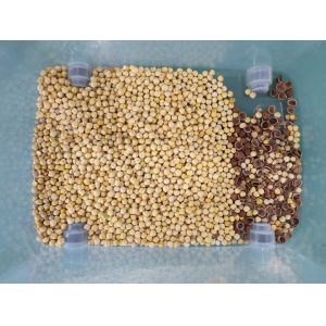 High Speed Hazelnut Color Sorter Intelligent Nuts Color Sorting Machine