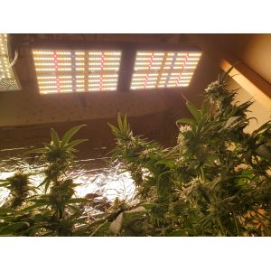 Horticultural 660nm SAMSUNG Quantum Board V3 LM301H 240w 90 CRI