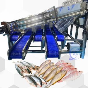 China High Stabality Efficient Pelagic Fish Sorting Machine Pelagic Fish Sizing Machine on sale China High Stabality Efficient Pelagic Fish Sorting Machine Pelagic Fish Sizing Machine on sale