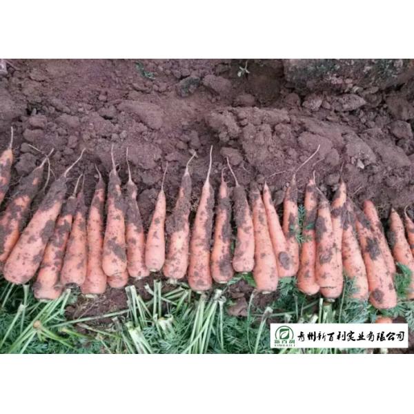Quality Nutritious Fresh Organic Carrots No Pesticide Residue Contain Carotene wholesale