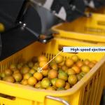Automatic Kumquat Fruit Sorting Machine With PLC Control And 99.9% Accuracy