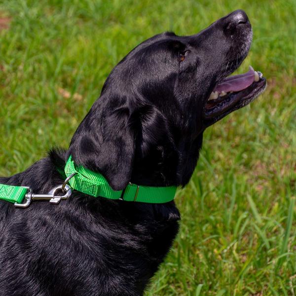 Heavy Duty Soft Nylon Dog Collar , Metal Buckle Dog Collar 21 Colors Option