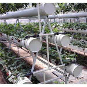 Cheap Pollution Free Commercial Hydroponic Greenhouse Saving Water / Fertilizer for sale