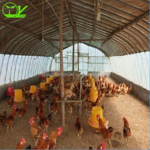 Customized Color Single-Span Greenhouse Perfect for Poultry Farm Design and
