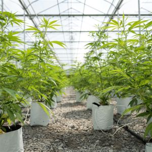 Single Span Tunnel vegetable Light Deprivation Greenhouse Length 30-45ft