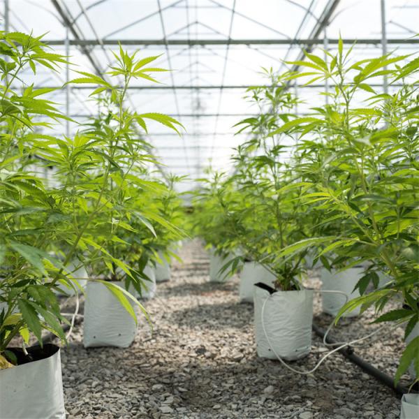 Single Span Tunnel vegetable Light Deprivation Greenhouse Length 30-45ft