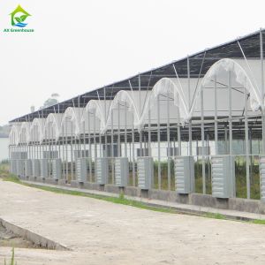 Multi-span Agricultural Poly Tunnel Plastic Greenhouse with Steel Tructure and