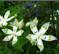 Swertiamarin 98%/ Swertia P.E. , Alleviating pain, Improving liver function,Anti