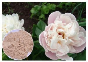 Cheap Peony Root Powder Natural Anti Inflammatory Supplements Water Solvent CAS 23180 57 6 for sale