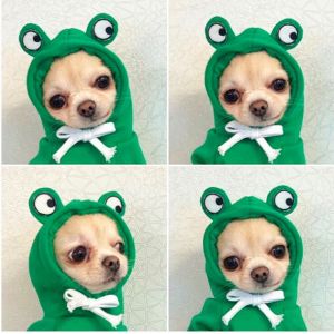 Autumn And Winter Cotton Plush Hooded Sweater For Pet